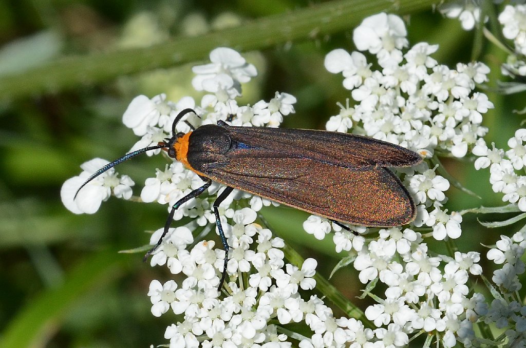 079 2012-08297894 West Millbury, MA.JPG - Virginia Ctenuchid Moth (Ctenucha virginica). Pearson's Elmhurst Dairy Farm, West Millbury, MA, 8-29-2012